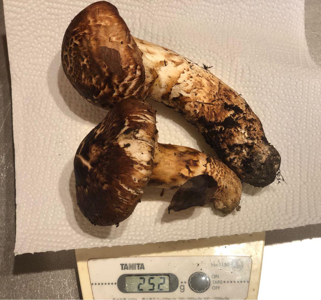長野県産　松茸４本　400g 本日まで