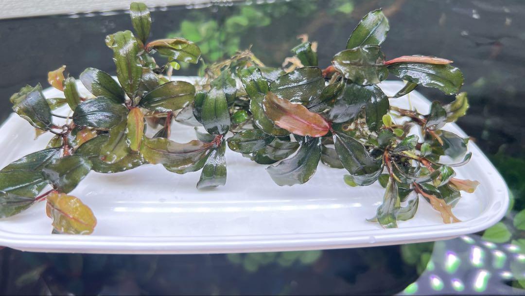 新鮮な水草 中型 根付き