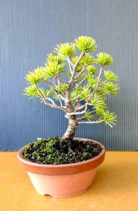 交換無料！ 小品那須五葉松(白笹)盆栽 2 メルカリ - 盆栽