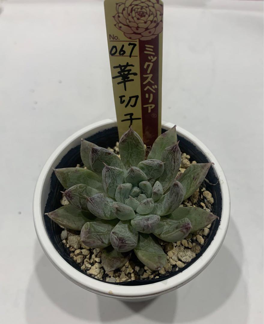 B【札付き】華切子❣️おらいさん苗 ミックスベリア メルカリ便
