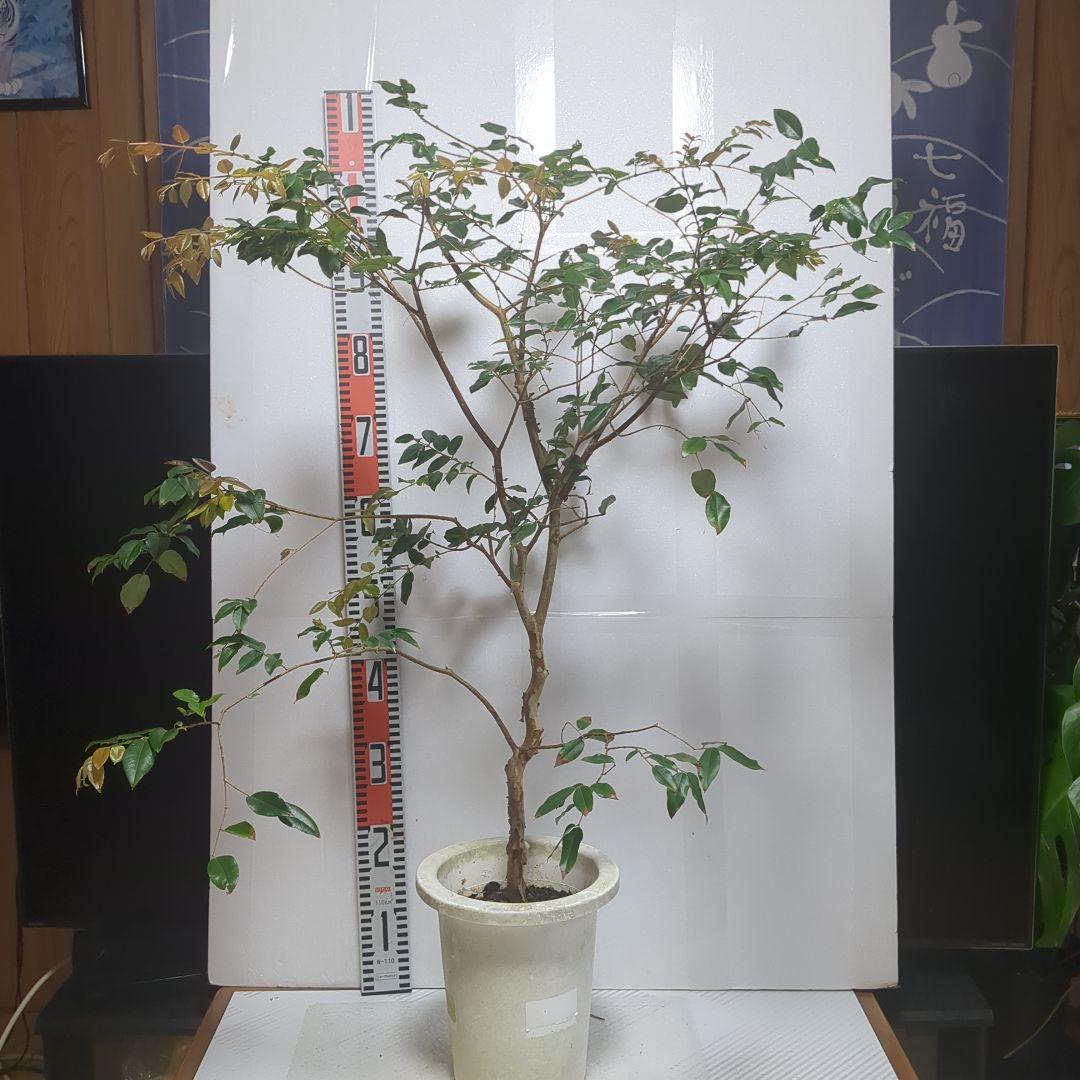 ジャボチカバ。小葉の大実。 鉢ごと無料で発送致します。