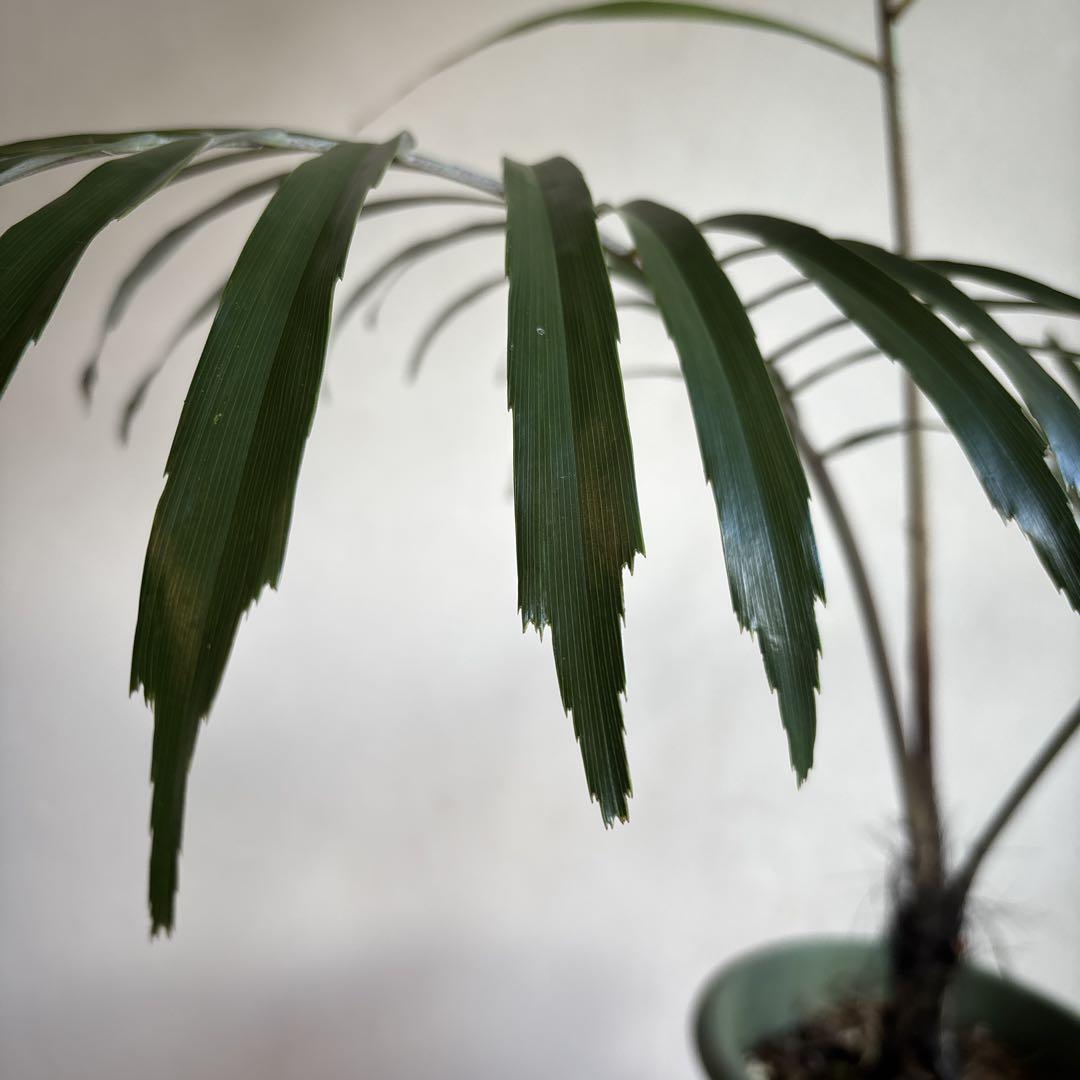 クロツグヤシ　観葉植物　椰子　green 南国　レア　沖縄　ソルソ　ザミア