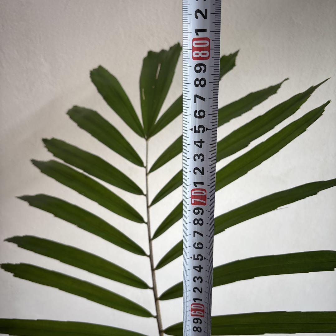 クロツグヤシ　観葉植物　椰子　green 南国　レア　沖縄　ソルソ　ザミア