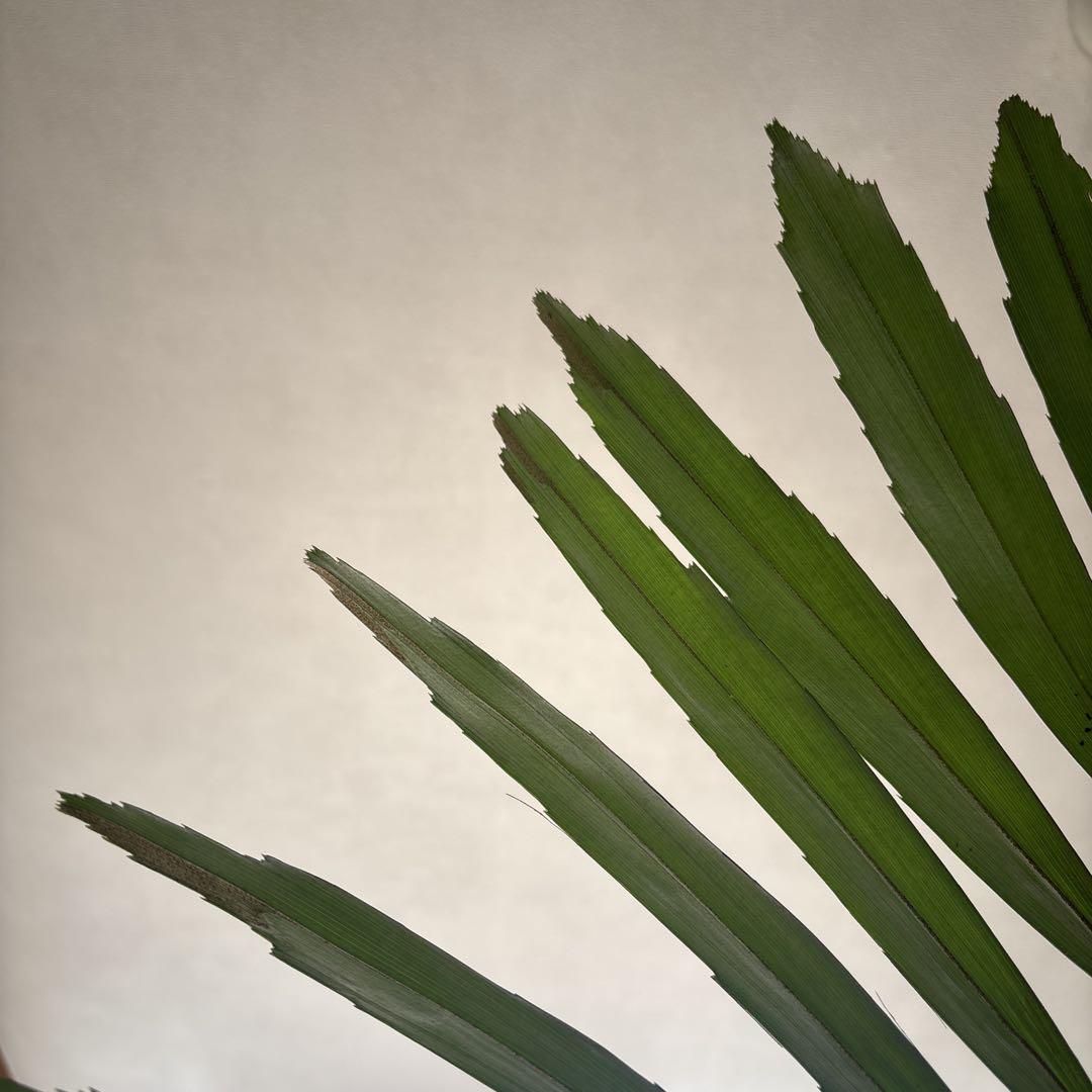 クロツグヤシ　観葉植物　椰子　green 南国　レア　沖縄　ソルソ　ザミア