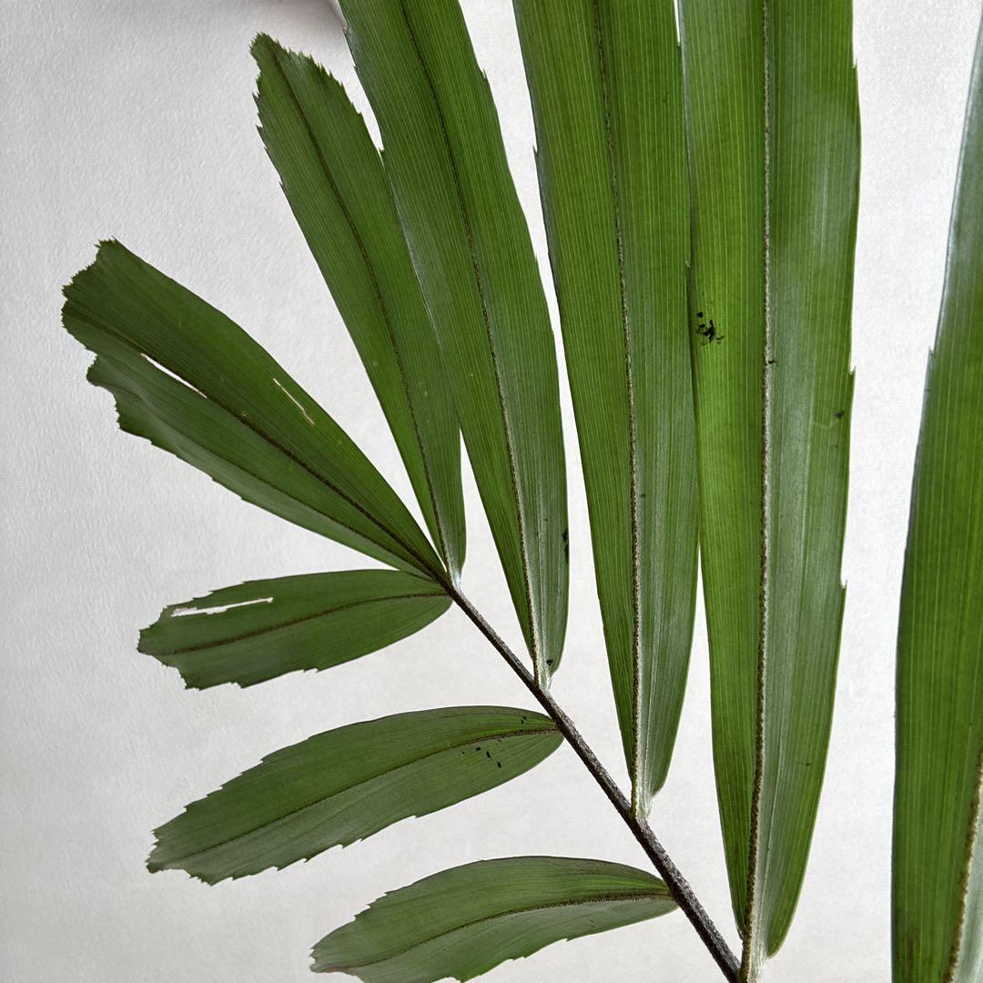 クロツグヤシ　観葉植物　椰子　green 南国　レア　沖縄　ソルソ　ザミア
