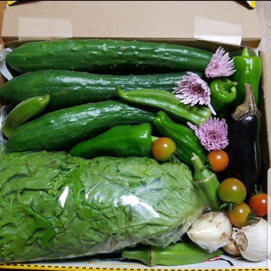 今から発送します 野菜詰合わせ サニーレタス きゅうり ピーマン オクラ メルカリ