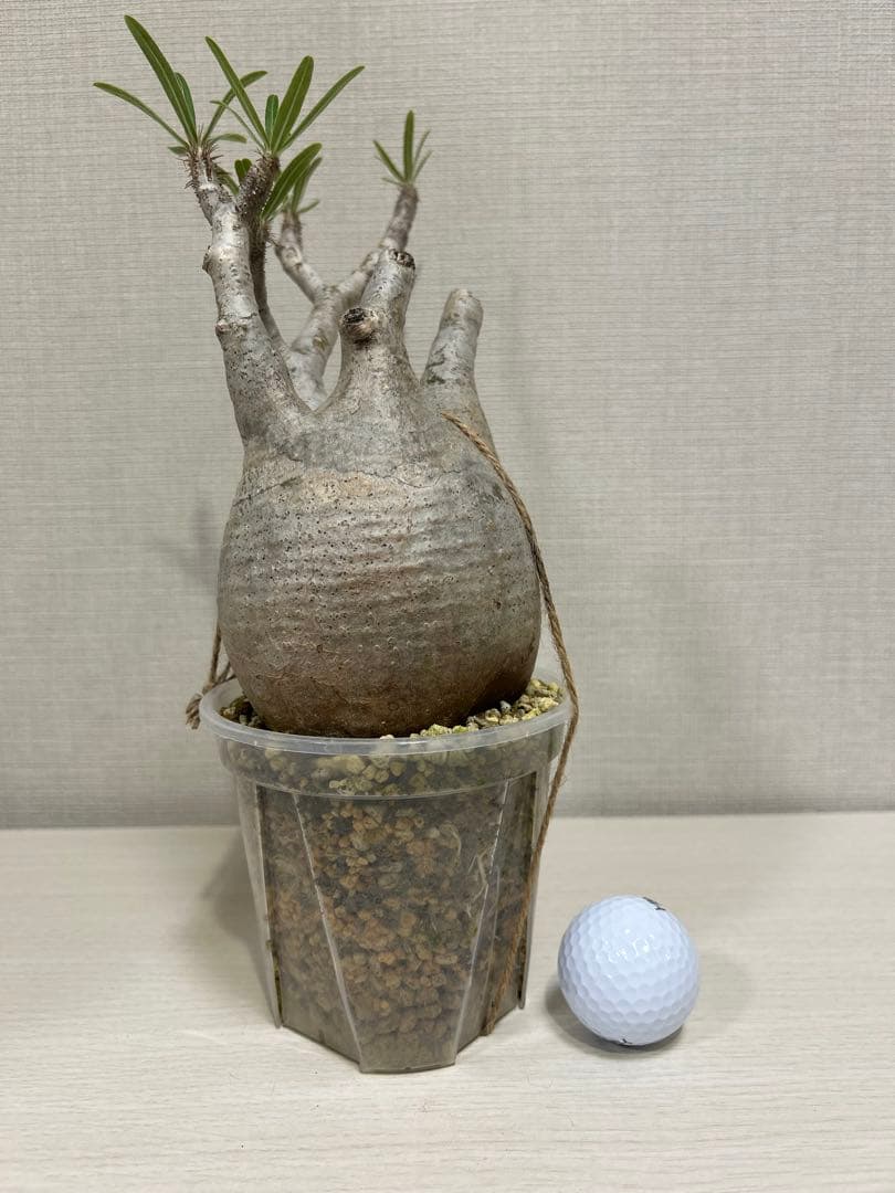 パキポディウム•グラキリス⑤ 現地球 現地株 発根済み 塊根植物目立った傷や汚れなし YUZUMIYA_COM