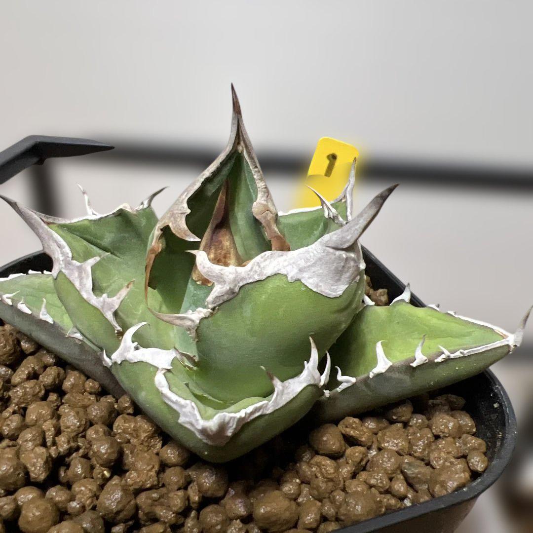 鉢植発送 上血統