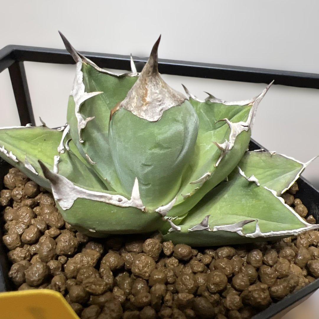 白犀牛 鉢植発送