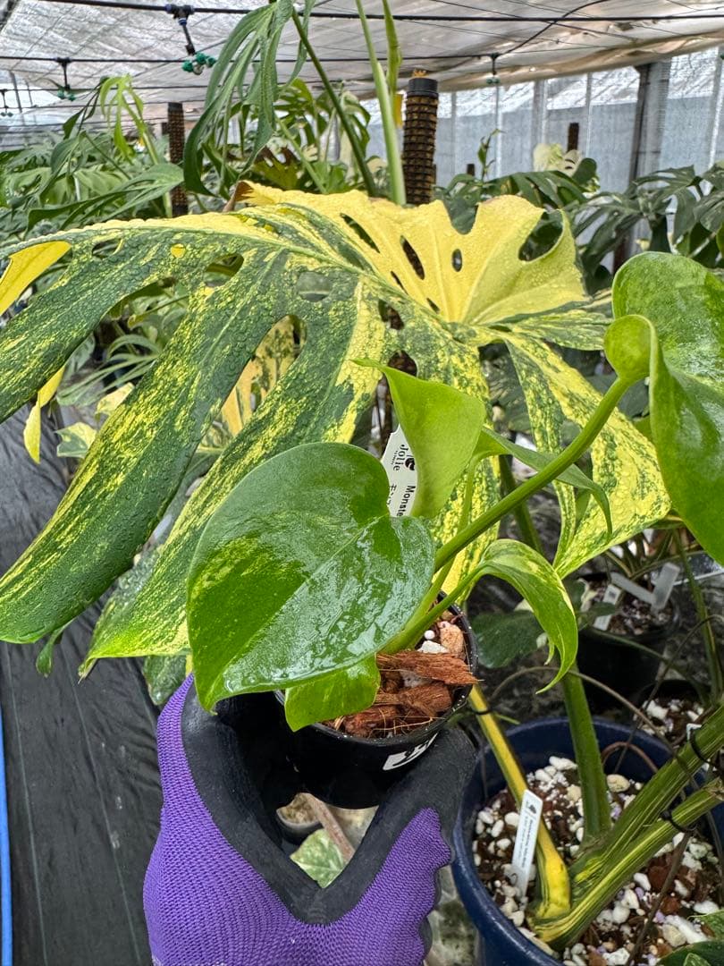 24モンステラ　イエローマリリン　黄斑入り