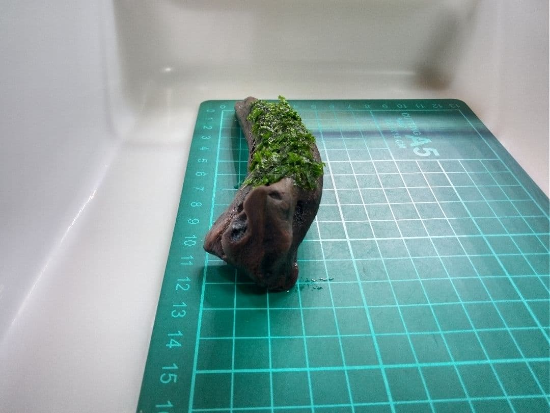 南米ウィローモス 硬質流木 <2190> アクアリウム 水草付き流木 南米ウィローモス 硬質流木 <2190> アクアリウム 水草付き流木