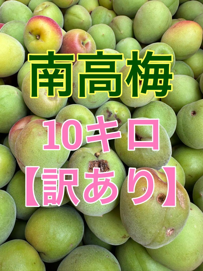 南高梅 10キロ 訳あり