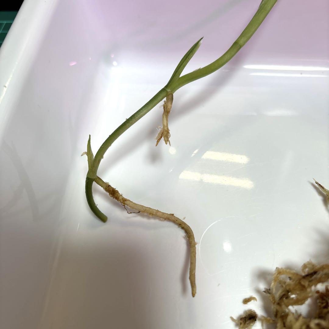 スキンダプサス・スワーナブミ 斑入り　1 スキンダプサス・スワーナブミ 斑入り 1 その他観葉植物