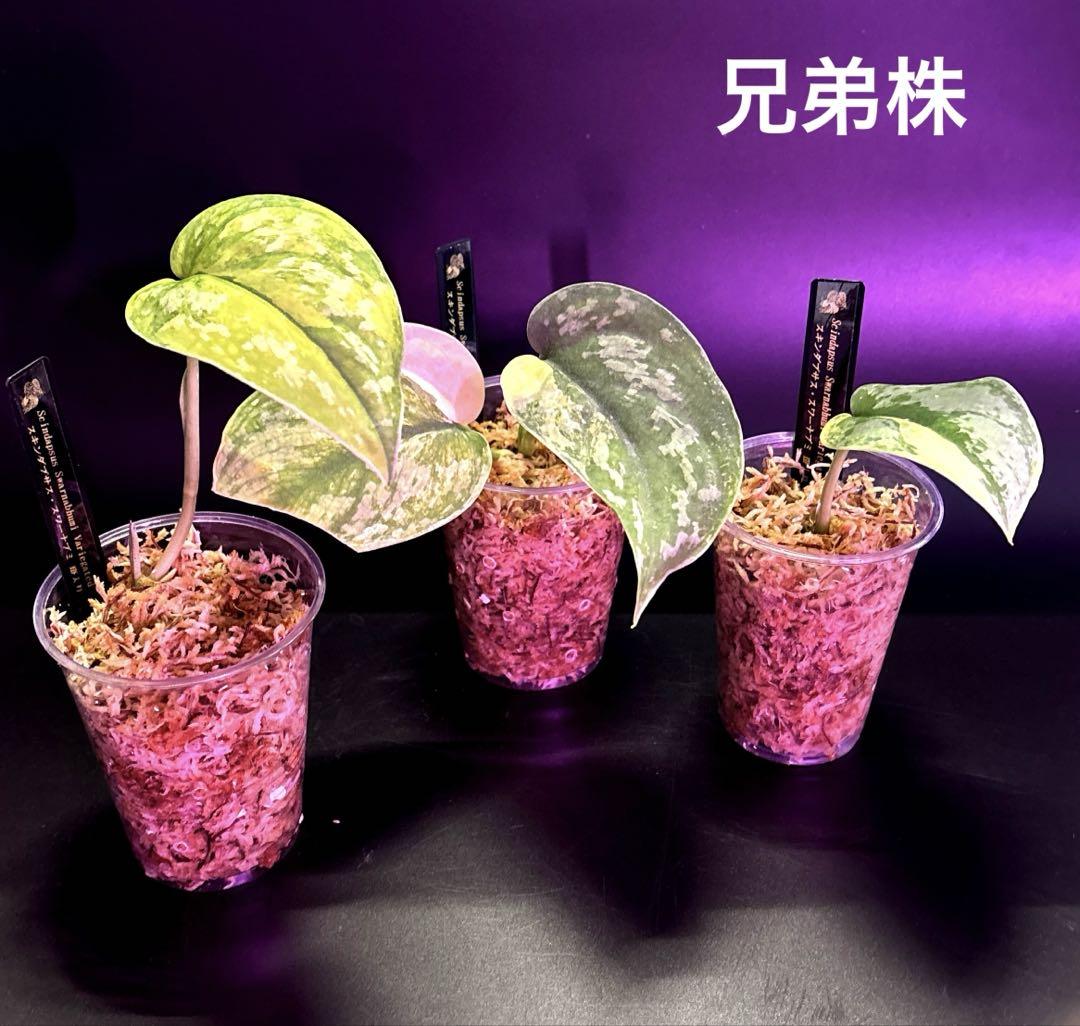 スキンダプサス・スワーナブミ 斑入り　1 スキンダプサス・スワーナブミ 斑入り 1 その他観葉植物