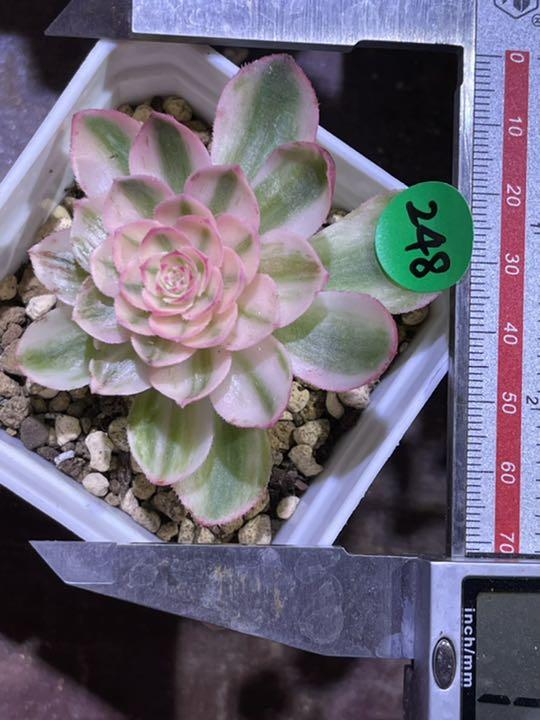 43%割引ブラウン系【海外輸入】 多肉植物アエオニウム ハロウィン法師 白斑锦 ❣希少 品種❣ 植物/観葉植物 インテリア小物ブラウン系-BIODERMATO.COM.BR 43%割引ブラウン系【海外輸入】 多肉植物アエオニウム ハロウィン法師 白斑锦 ❣希少 品種❣ 植物/観葉植物 インテリア小物ブラウン系-BIODERMATO.COM.BR