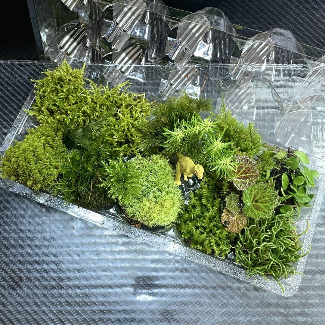 天然苔 こけ 植物詰め合わせ!コツボゴケ ネズミノオゴケ等 14種