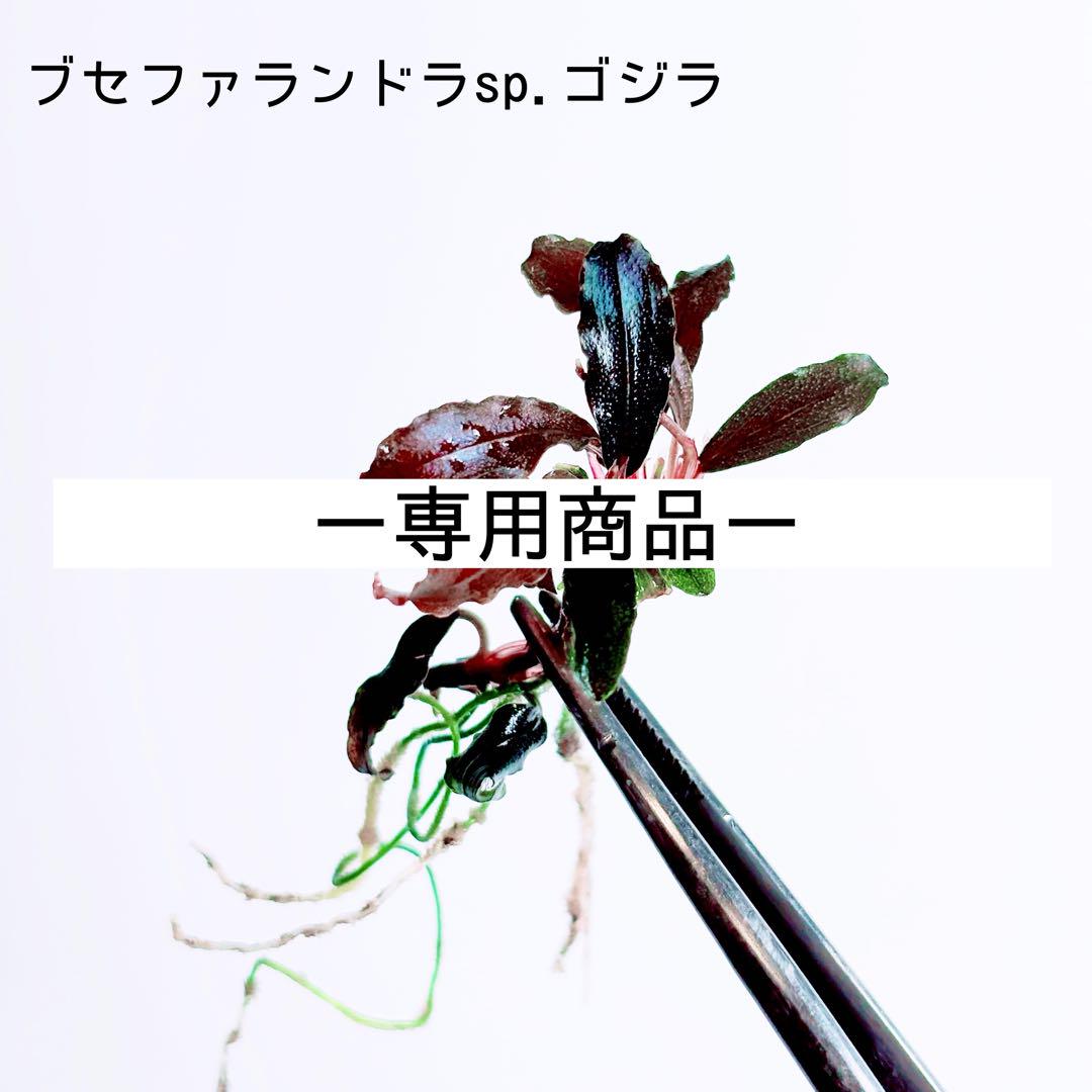 専用商品