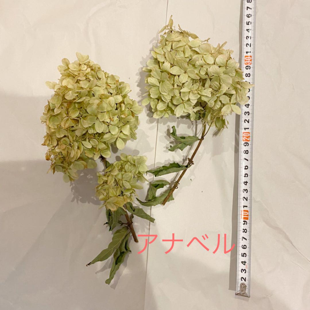 安い超歓迎 セール中 花材 まとめ売り fdVNT-m95118460573 ドライフラワー 特価最安値