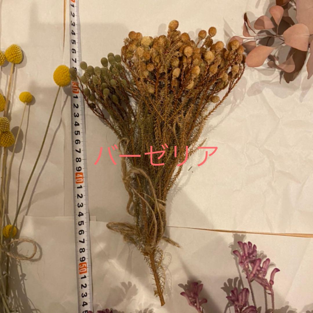 安い超歓迎 セール中 花材 まとめ売り fdVNT-m95118460573 ドライフラワー 特価最安値
