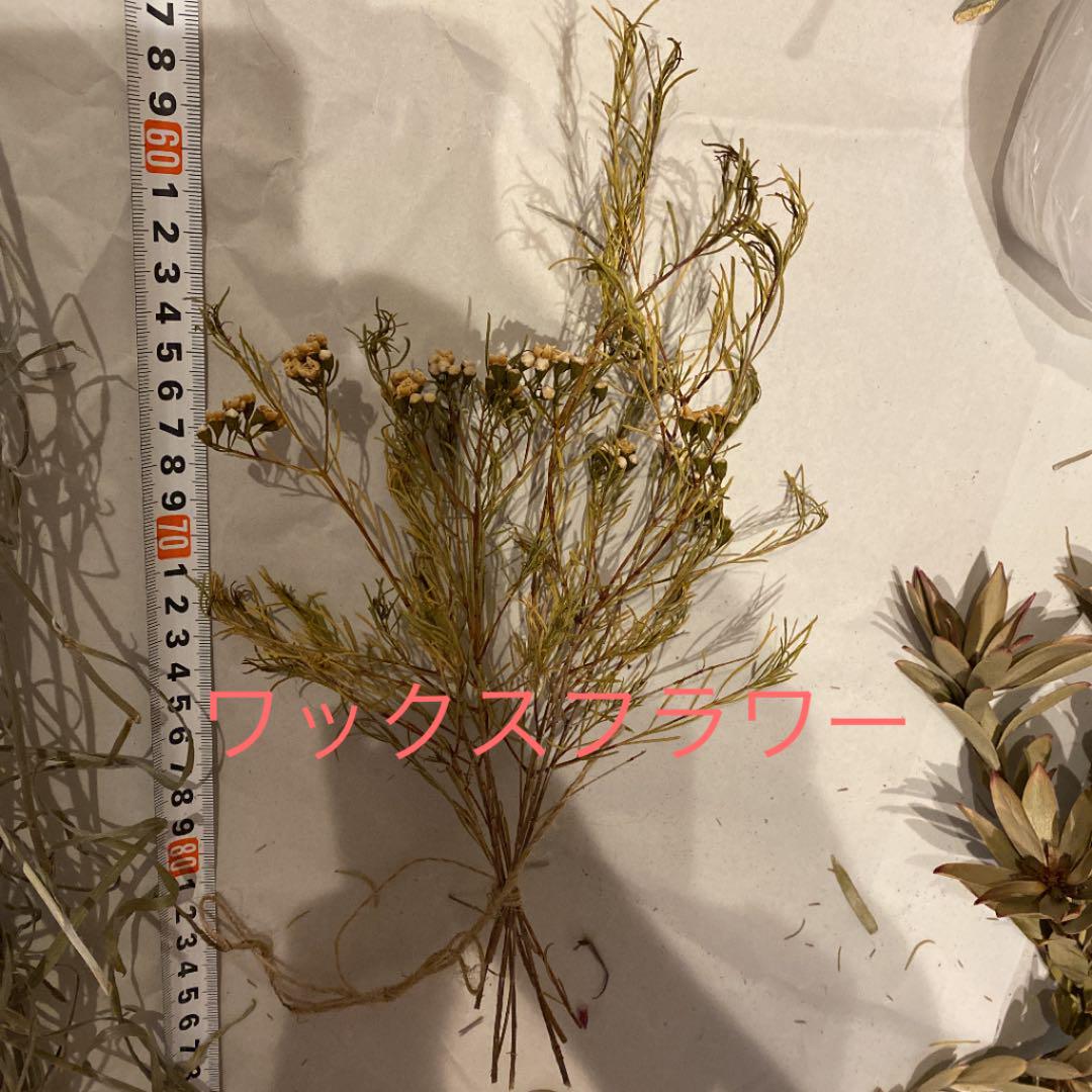 安い超歓迎 セール中 花材 まとめ売り fdVNT-m95118460573 ドライフラワー 特価最安値