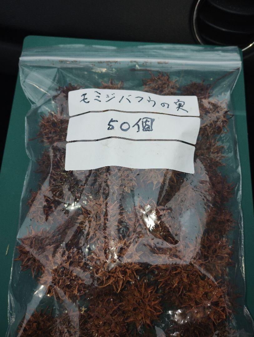 モミジバフウの実　50個