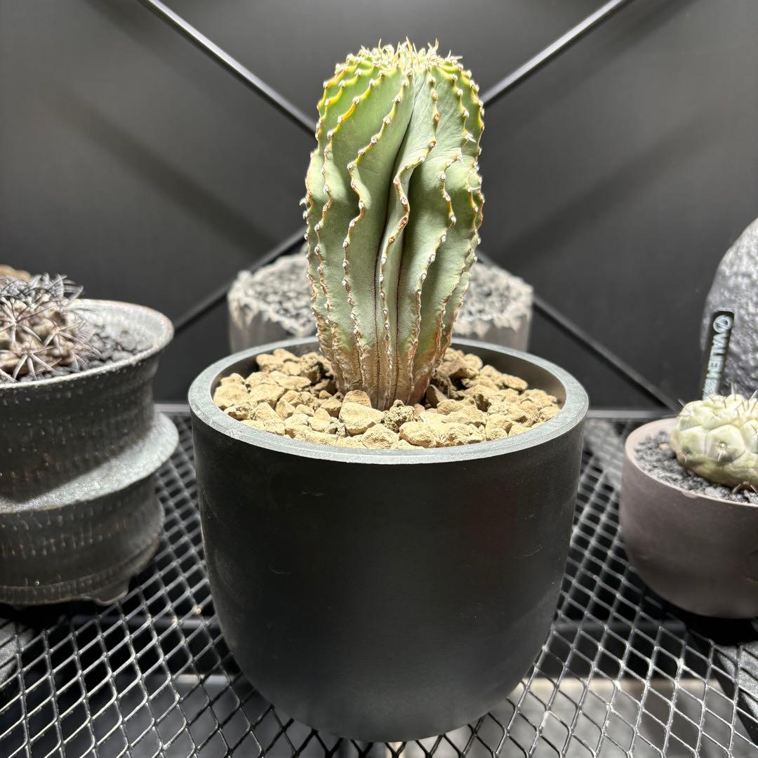 ゲオヒントニア メキシカーナ 実生