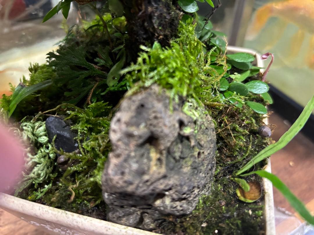 イワヒバ寄せ植え盆栽