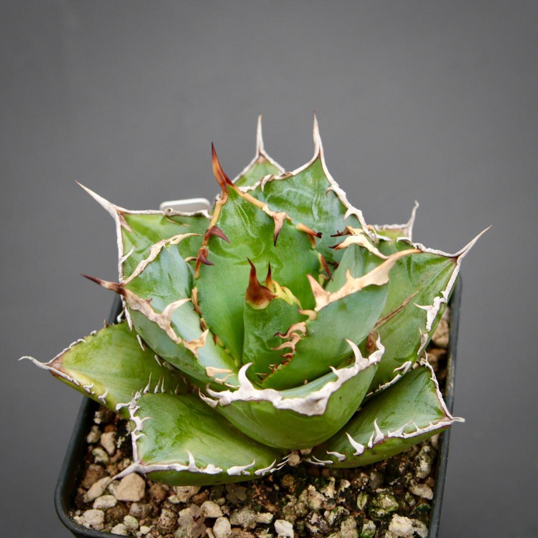 シャークスキン 美株タイプ マコシャーク シャークスキン 大型マコ シャークスキン 美株タイプ マコシャーク シャークスキン 大型マコ