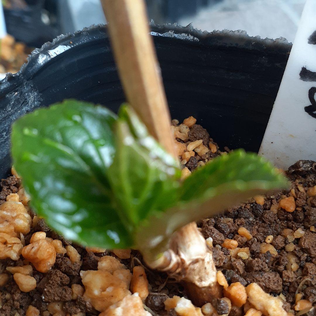 お値下げ紫陽花苗 アジサイ挿し木根付 あじさい苗木きらきらぼ メルカリ お値下げ紫陽花苗 アジサイ挿し木根付 あじさい苗木きらきらぼ メルカリ