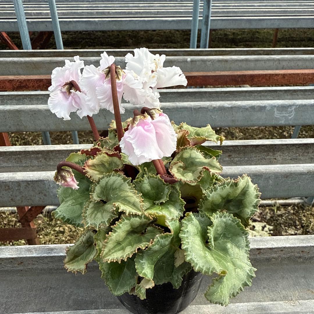 ぐら様専用 シクラメン ガーデンシクラメン 斑入り ガーデンシクラメン