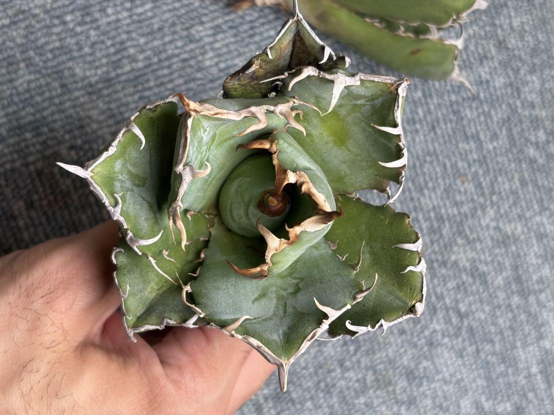 3株