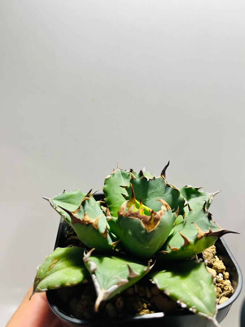 21正規激安 Agave Titanota 姫厳竜 沖縄産 植物 観葉植物 Hipzmag Com Hipzmag Com