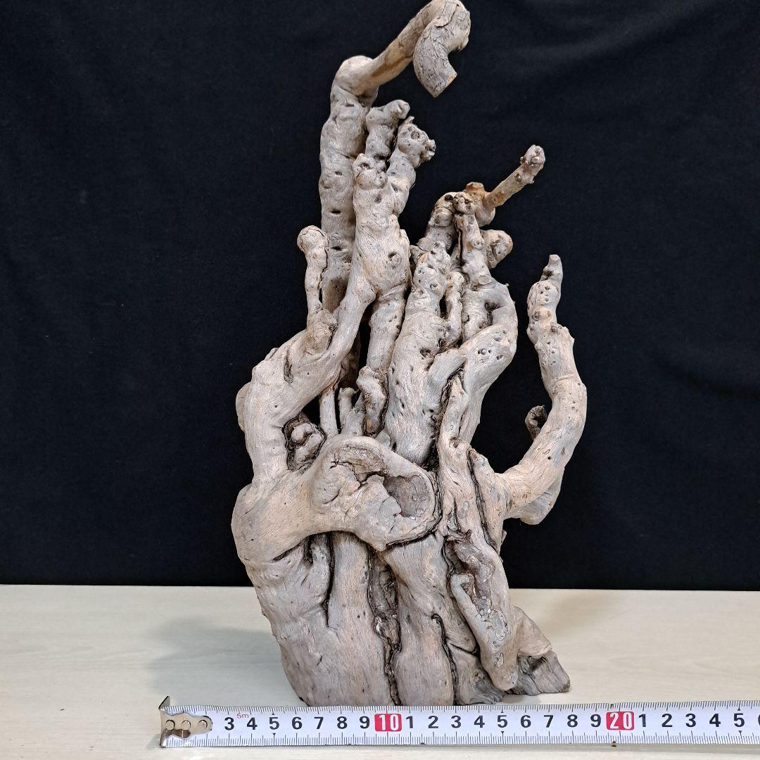古木　流木　インテリア　山野草　爬虫類　魚類