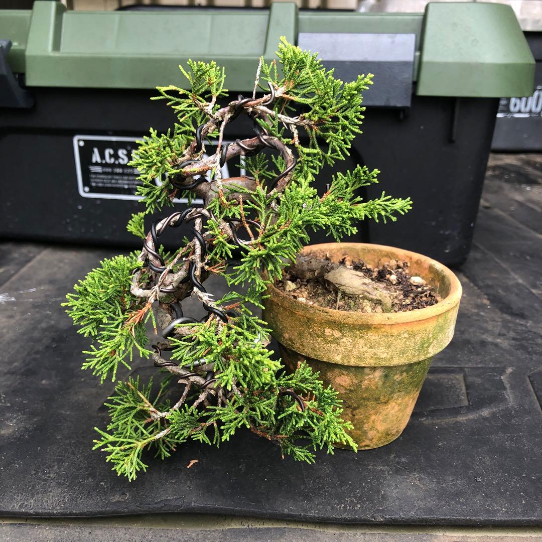 糸魚川真柏盆栽　2本セット