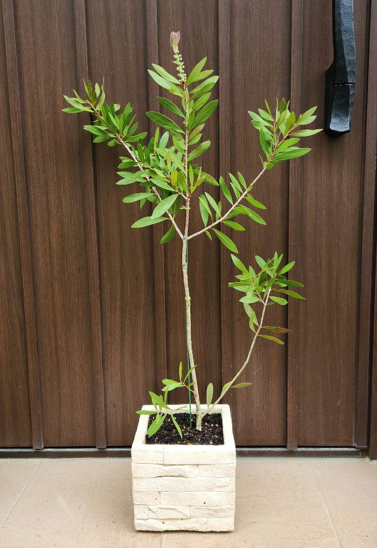 カリステモン　金宝樹　レンガ風石膏鉢植え　苗　ブラシの木