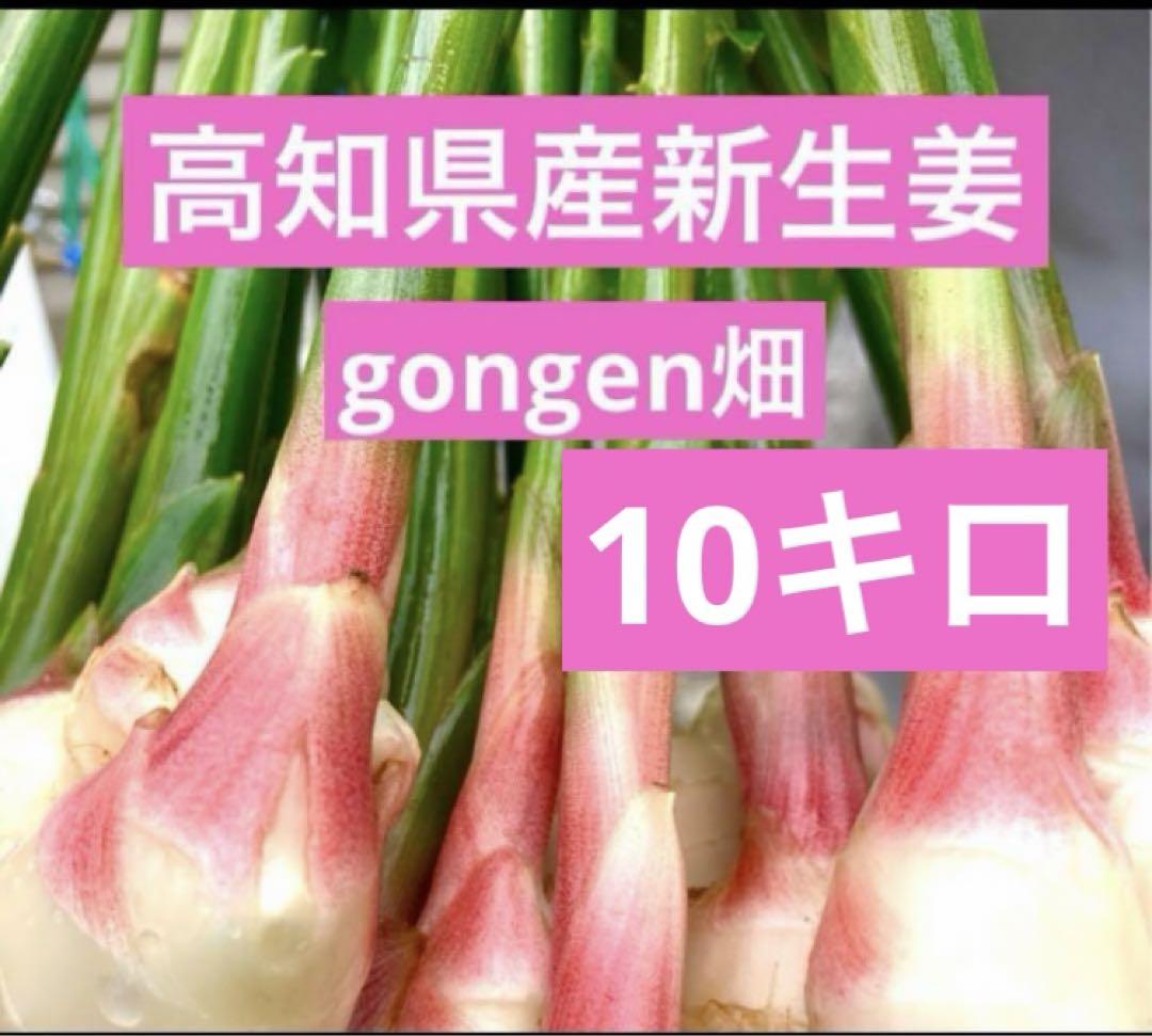 高知県産生姜10Kg 特選仁淀川生姜・山生 / 【送料弊社負担】10kg 高知県産（土佐