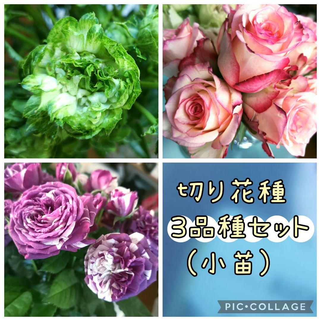 レア 切り花品種 バラ苗 新品種｜Yahoo!フリマ（旧PayPayフリマ）