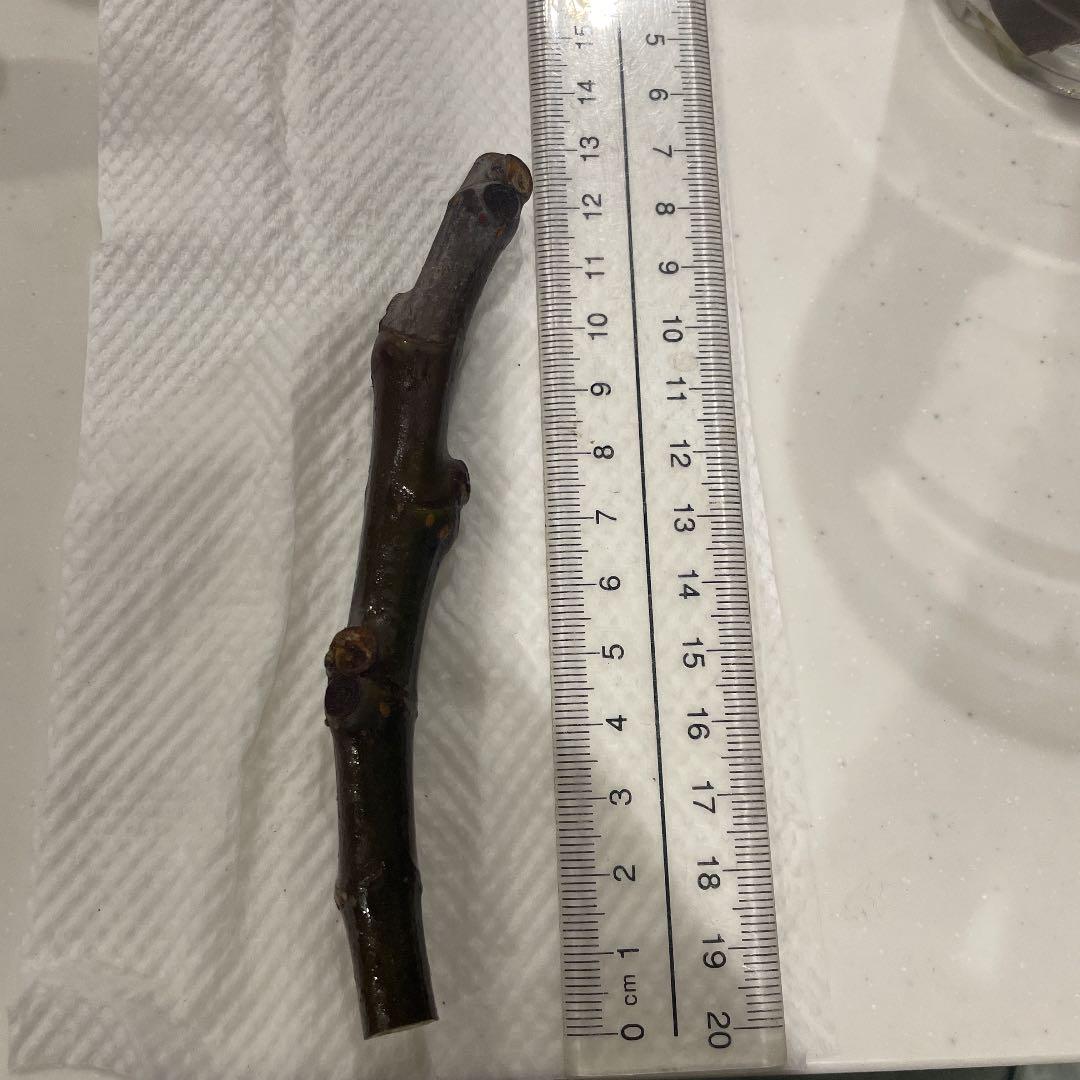 HOT本物保証 Coll de dama ciutatイチジク穂木 挿し木 挿し穂 No.4 8BcU3-m95286428319 人気最安値