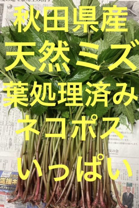239円 【在庫僅少】 秋田県産天然山菜ミズ 葉処理済み ネコポスいっぱい⑧