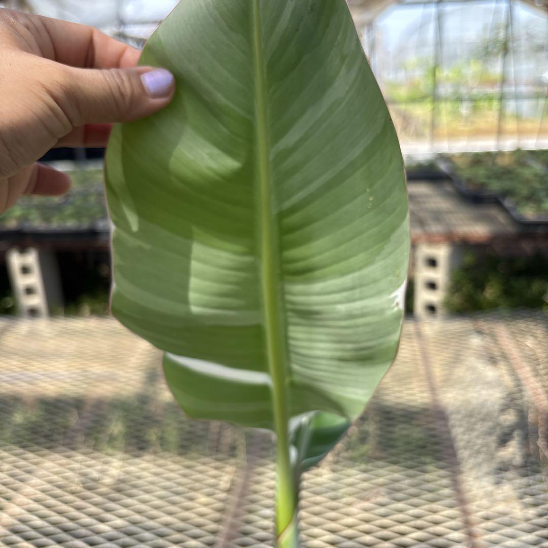 バナナ斑入り　アエアエ