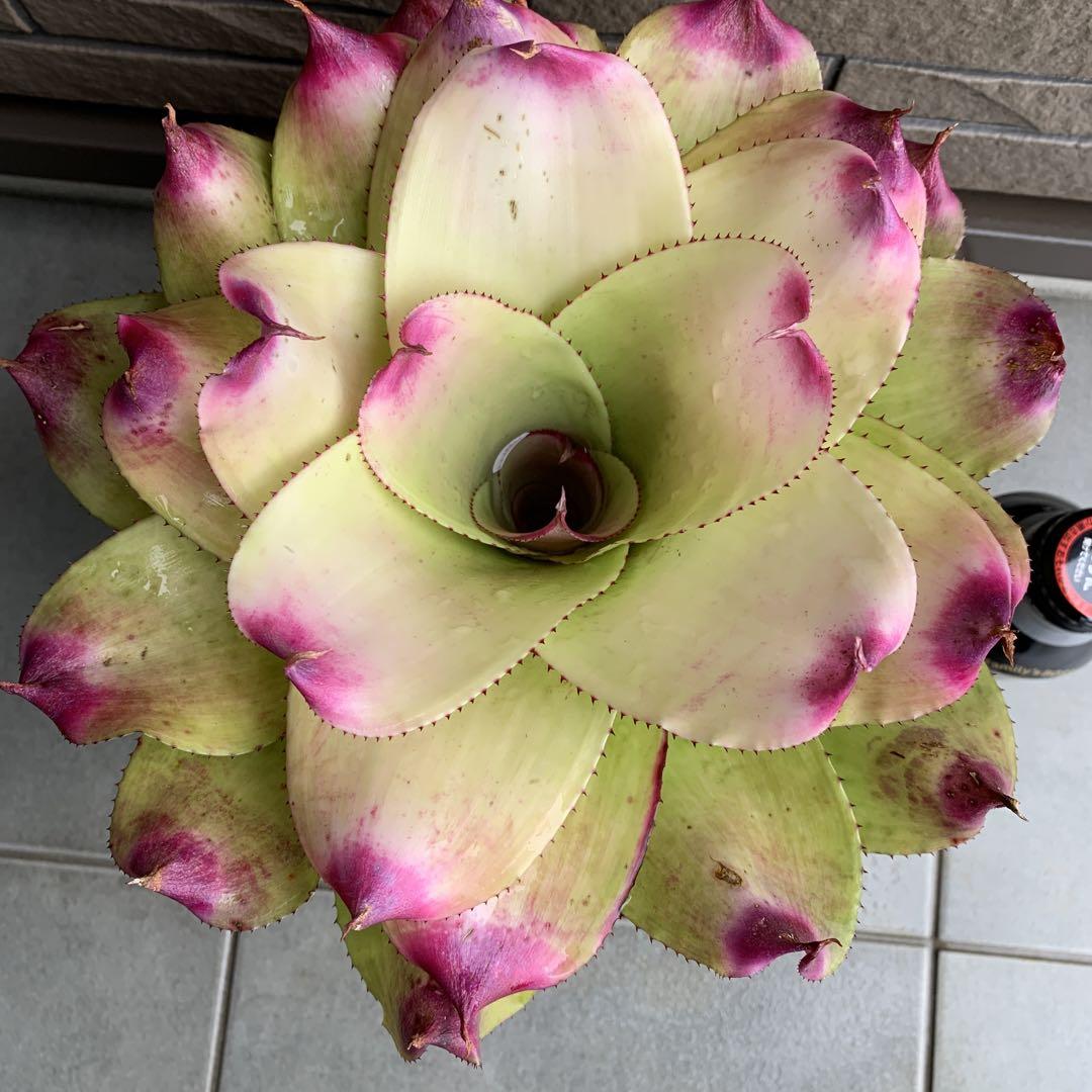 ブロメリア・エアープランツ Neoregelia strome Worning x Michi Neoregelia Michi x Debbie ブロメリア・エアープランツ