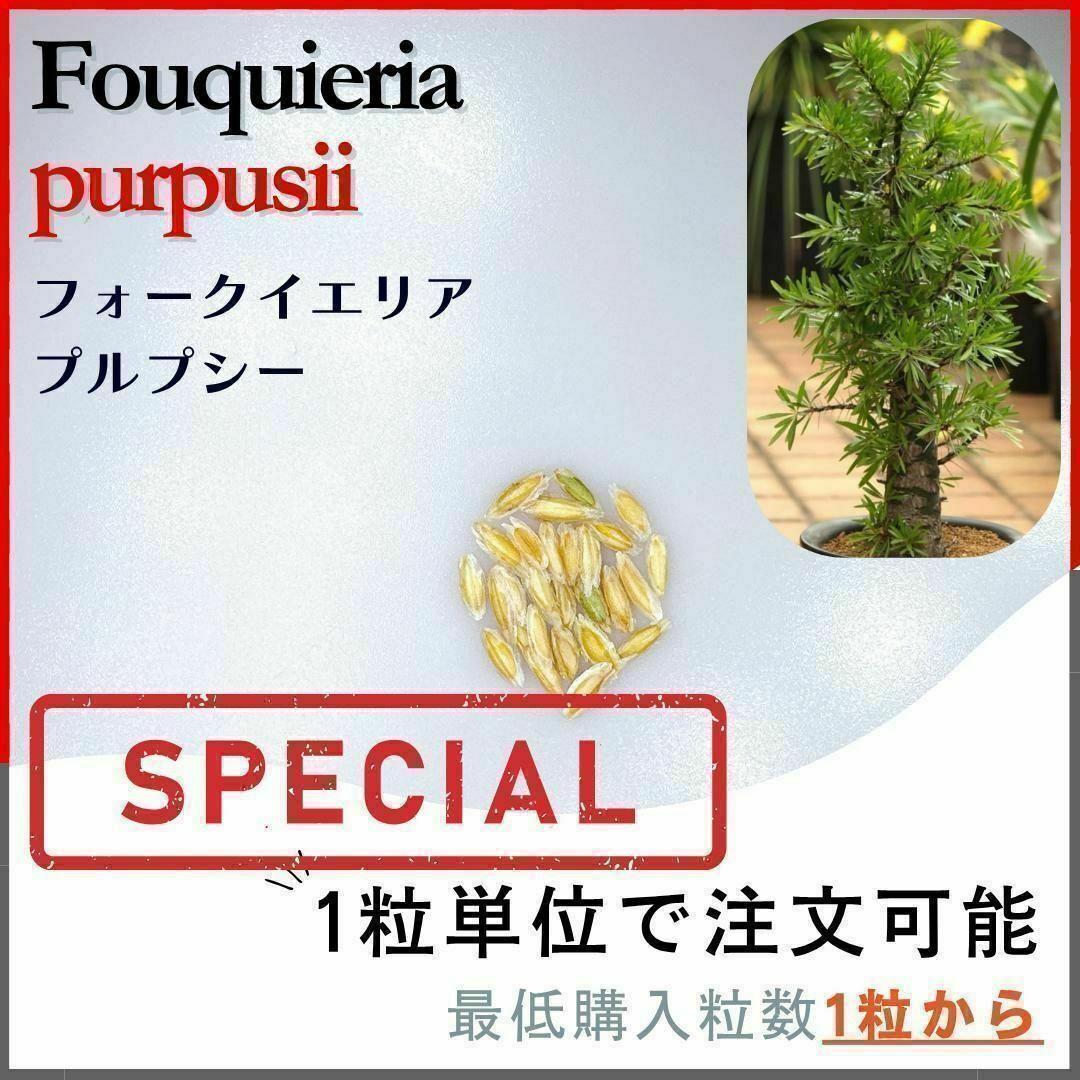 フォークイエリア プルプシー　種子　10粒 種子】フォークイエリア プルプシー / セット割あり数量1粒から