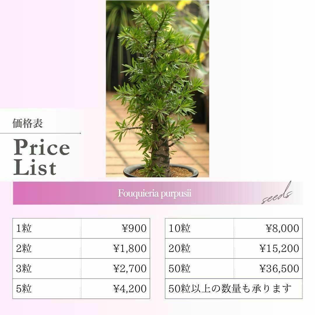 CHUBBY PLANTS | Fouquieria purpusii フォークイエリア