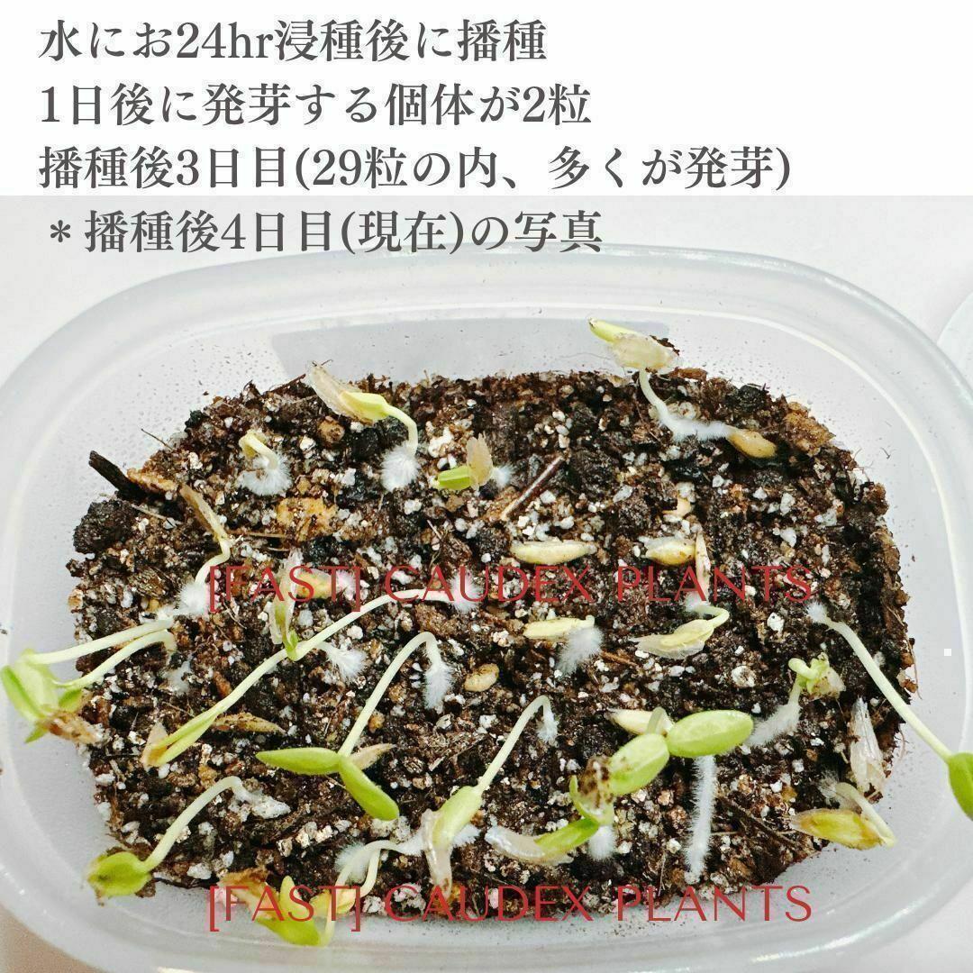 種子】フォークイエリア プルプシー / セット割あり数量1粒から