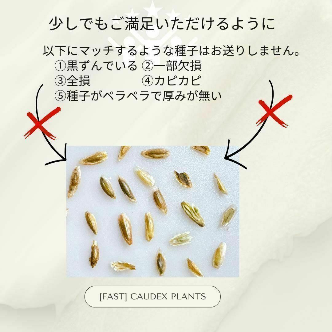 種子】フォークイエリア プルプシー / セット割あり数量1粒から