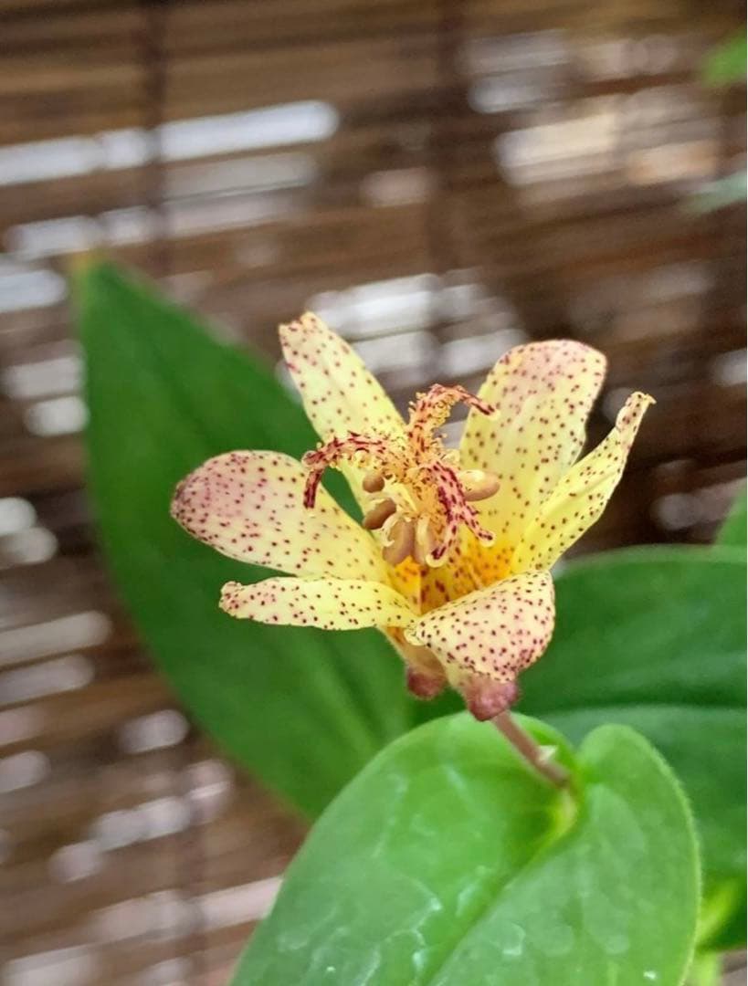 ホトトギス金閣 山野草 Www Proplanuk Co Uk ホトトギス金閣 山野草 Www Proplanuk Co Uk