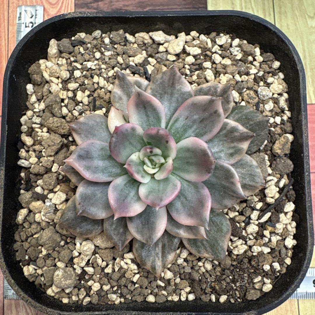 【速達or特定記録】18 ブラックピンク錦　ブラックピンクプリンス錦　　多肉植物 多肉植物 ブラックピンク錦 ② - メルカリ