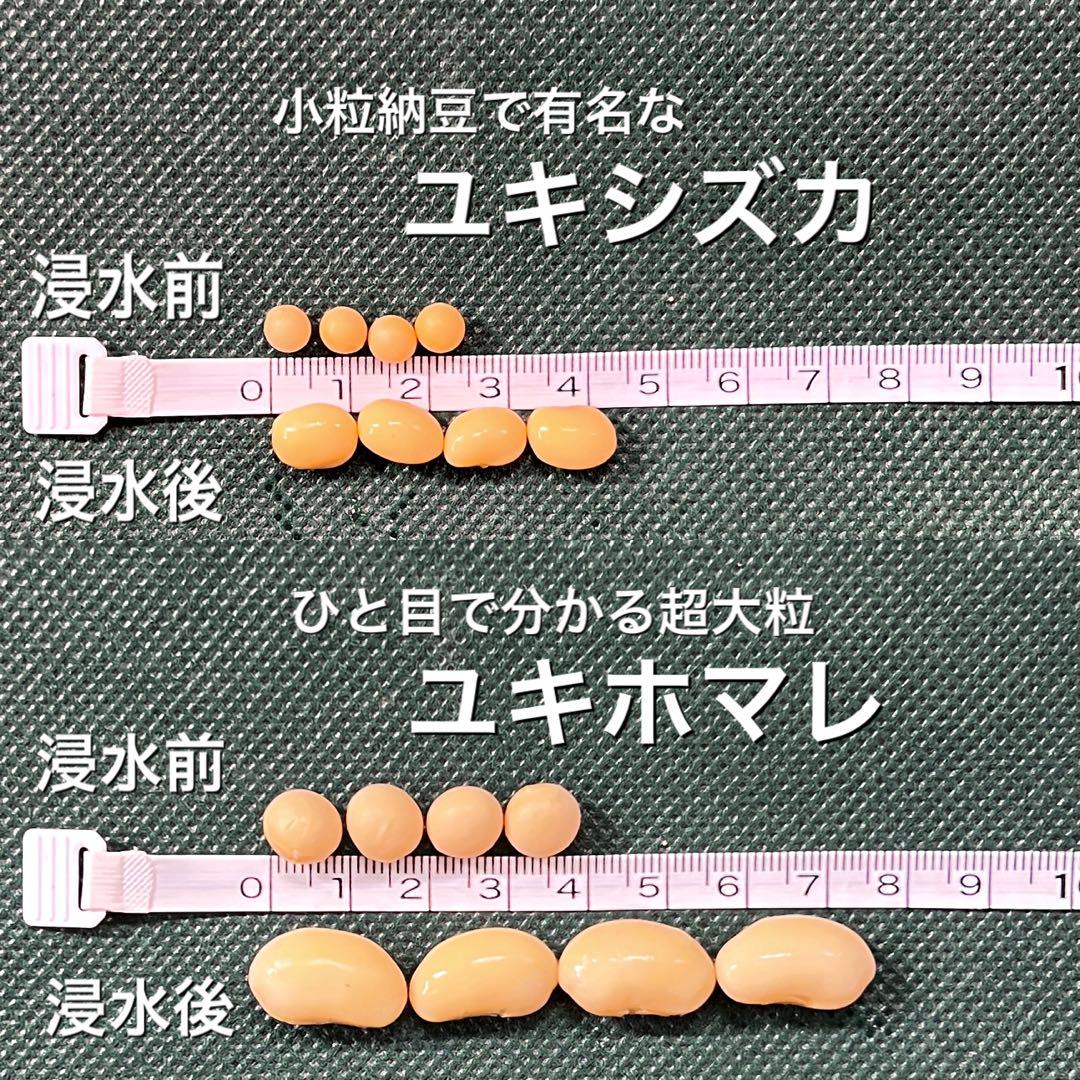 大人気 北海道産 大豆 25kg 匿名配送 自家製 味噌 納豆 豆腐