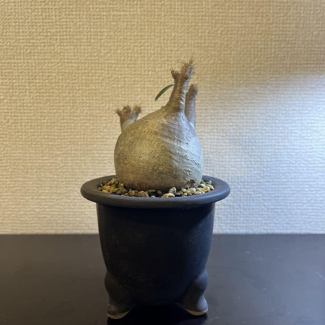 パキポディウム グラキリス　現地球