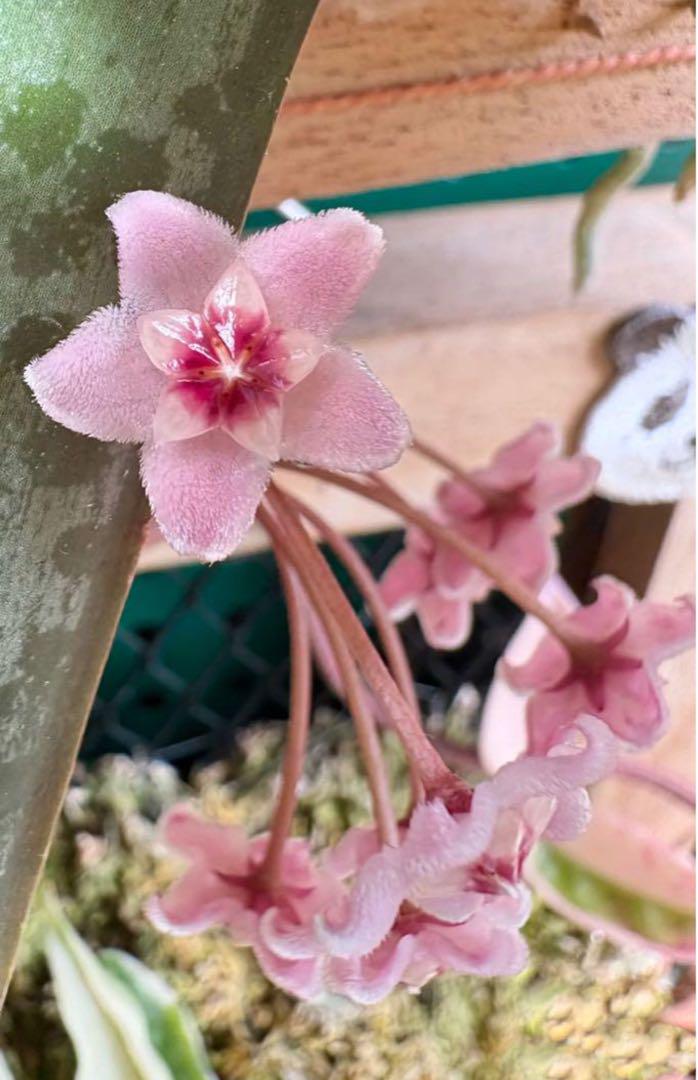 ホヤ カルノーサ クリンクル Hoya Carnosa Krinkle外斑入り